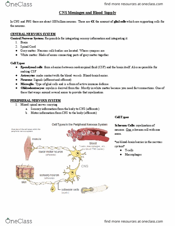 HTHSCI 1H06 Lecture Notes - Lecture 8: Central Nervous System, Schwann Cell, Ependyma thumbnail