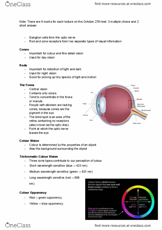 Psychology 1100E Lecture Notes - Lecture 9: The Blind Spot, Optic Disc, Ganglion Cell thumbnail