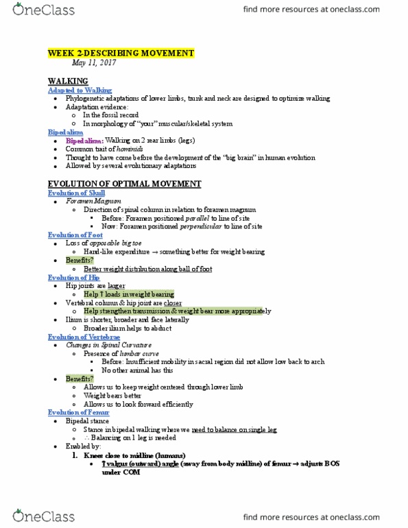 KIN242 Lecture Notes - Lecture 2: Foramen Magnum, Hip, Weight-Bearing thumbnail