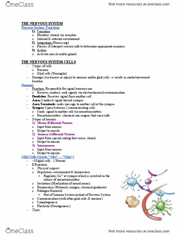 KIN242 Lecture Notes - Lecture 1: Neuroglia, Synaptogenesis, Neurogenesis thumbnail