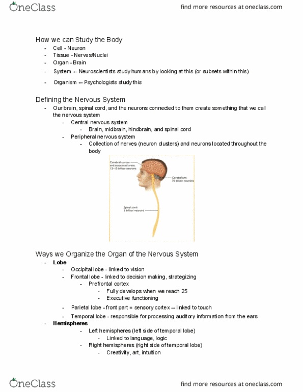 PSYCH 1 Lecture Notes - Lecture 2: Occipital Lobe, Temporal Lobe, Peripheral Nervous System thumbnail