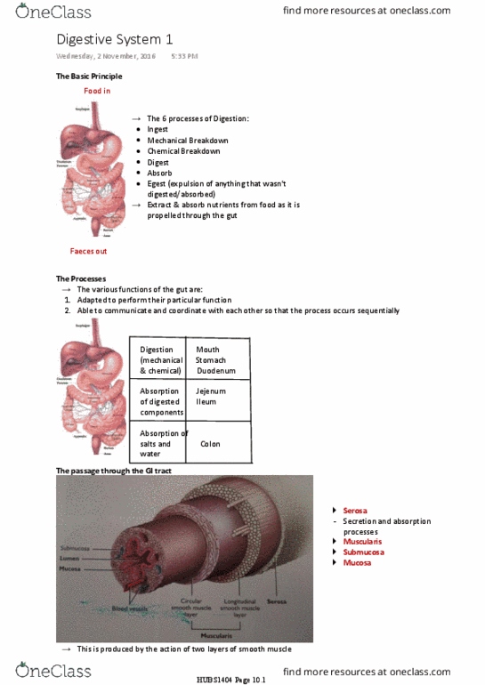 HUBS1404 Lecture Notes - Lecture 8: Feces, Serous Membrane, Submucosa thumbnail