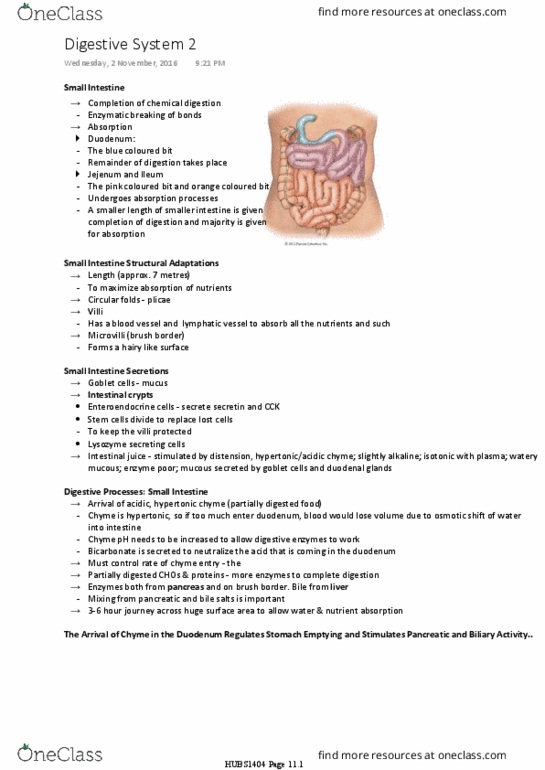 HUBS1404 Lecture Notes - Lecture 8: Brush Border, Intestinal Gland, Goblet Cell thumbnail