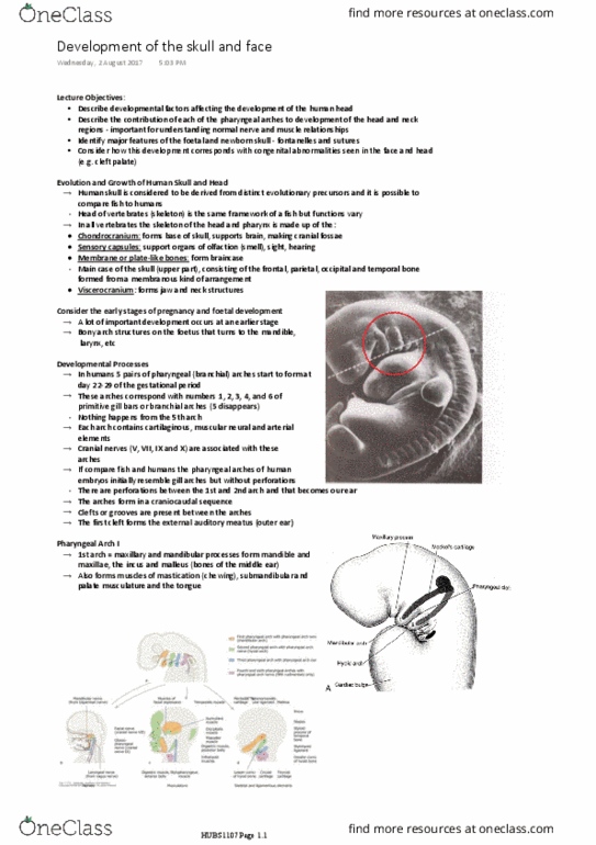 HUBS1107 Lecture Notes - Lecture 1: Cranial Nerves, Chondrocranium, Temporal Bone thumbnail