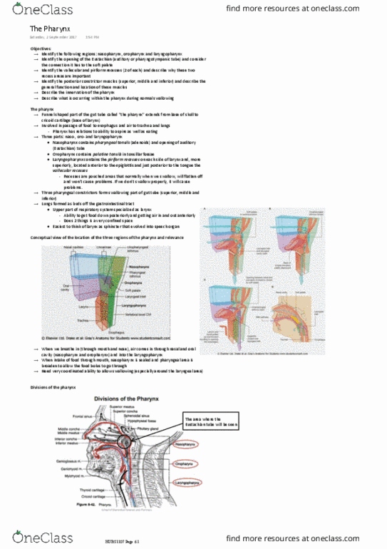 HUBS1107 Lecture Notes - Lecture 3: Pharyngeal Muscles, Eustachian Tube, Gastrointestinal Tract thumbnail