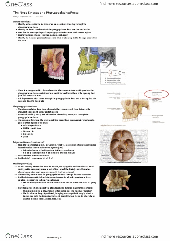 HUBS1107 Lecture Notes - Lecture 4: Pterygopalatine Ganglion, Middle Cranial Fossa, Maxillary Sinus thumbnail