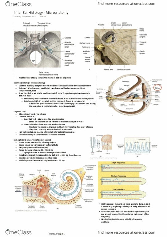 HUBS1107 Lecture Notes - Lecture 6: Vestibular Duct, Central Nervous System, Cochlear Duct thumbnail