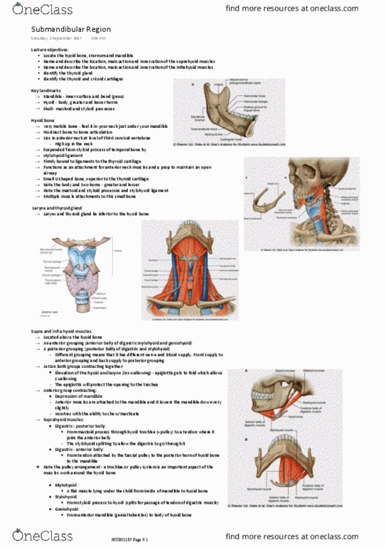 HUBS1107 Lecture Notes - Lecture 7: Stylohyoid Ligament, Infrahyoid Muscles, Digastric Muscle thumbnail