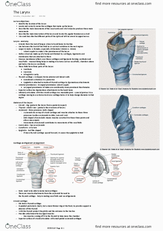 HUBS1107 Lecture Notes - Lecture 8: Recurrent Laryngeal Nerve, Superior Laryngeal Nerve, Thyroid Cartilage thumbnail