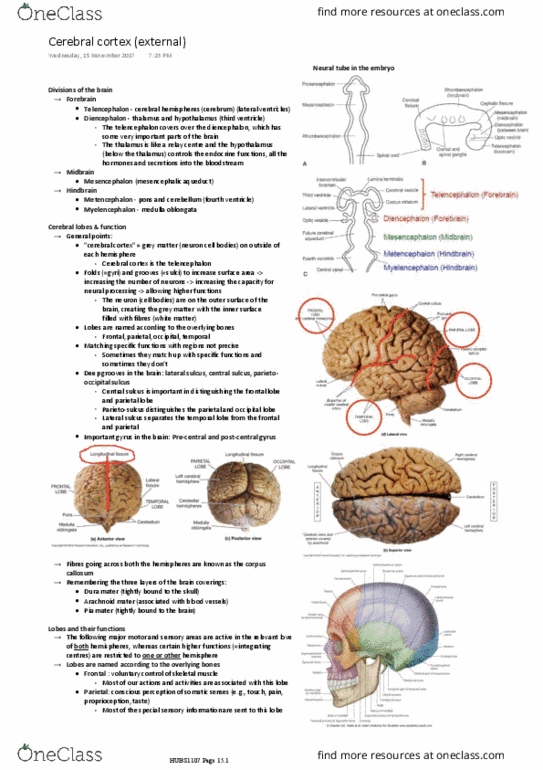 HUBS1107 Lecture Notes - Lecture 11: Arachnoid Mater, Precentral Gyrus, Dura Mater thumbnail