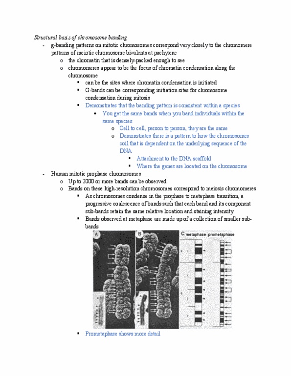 PLNT 3140 Lecture Notes - Lecture 18: Karyotype, Prophase, Metaphase thumbnail