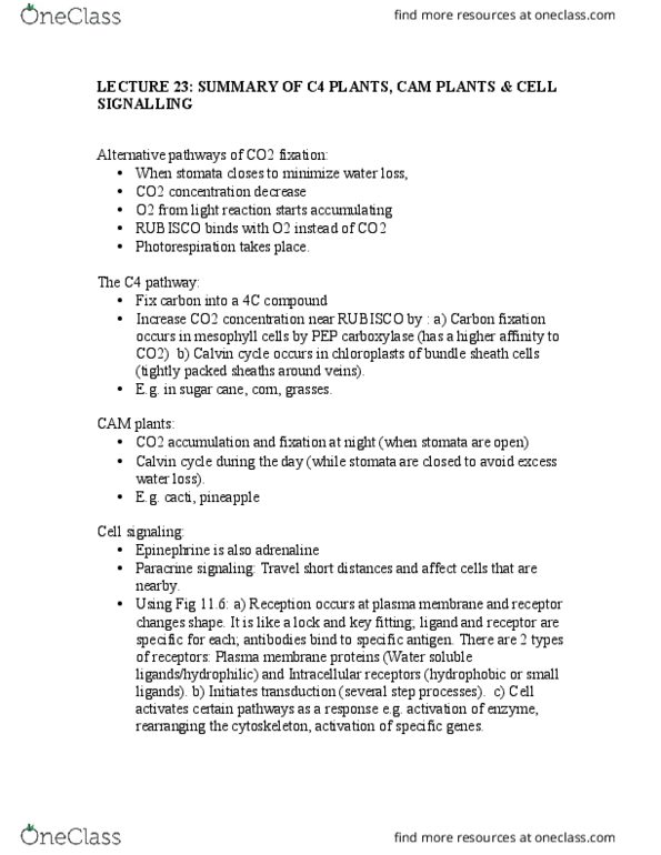 BIOL 1020 Lecture Notes - Lecture 23: C4 Carbon Fixation, Vascular Bundle, Light-Independent Reactions thumbnail