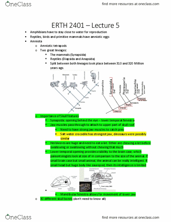 ERTH 2401 Lecture Notes - Lecture 5: Synapsid, Anapsid, Diapsid thumbnail