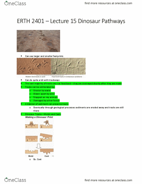 ERTH 2401 Lecture Notes - Lecture 15: Bipedalism, Eubrontes, Obernkirchen thumbnail