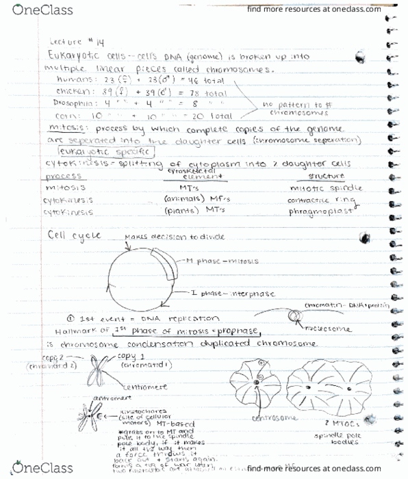 BIOLOGY 151 Lecture Notes - Lecture 14: Horse Length thumbnail