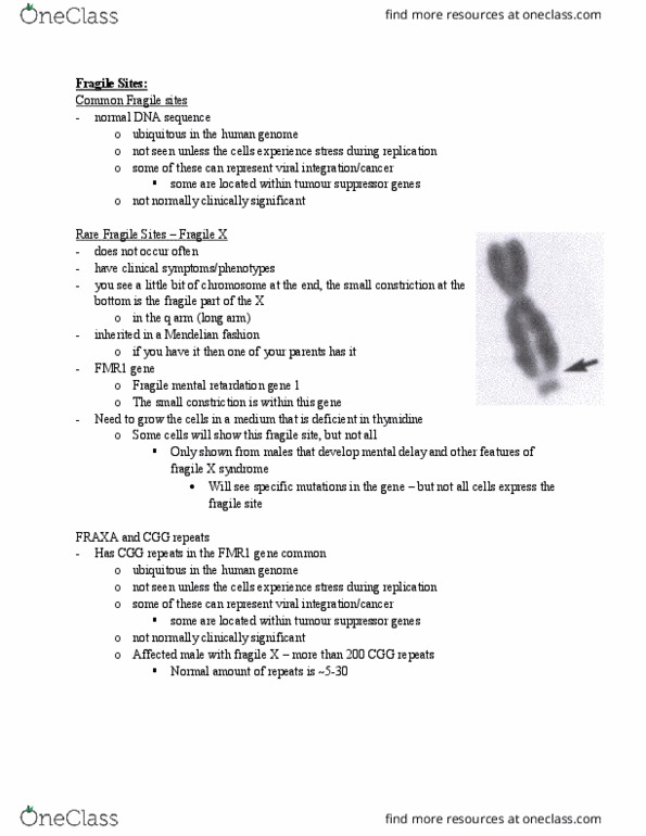 BGEN 3020 Lecture Notes - Lecture 17: Chromosomal Fragile Site, Fmr1, Intellectual Disability thumbnail