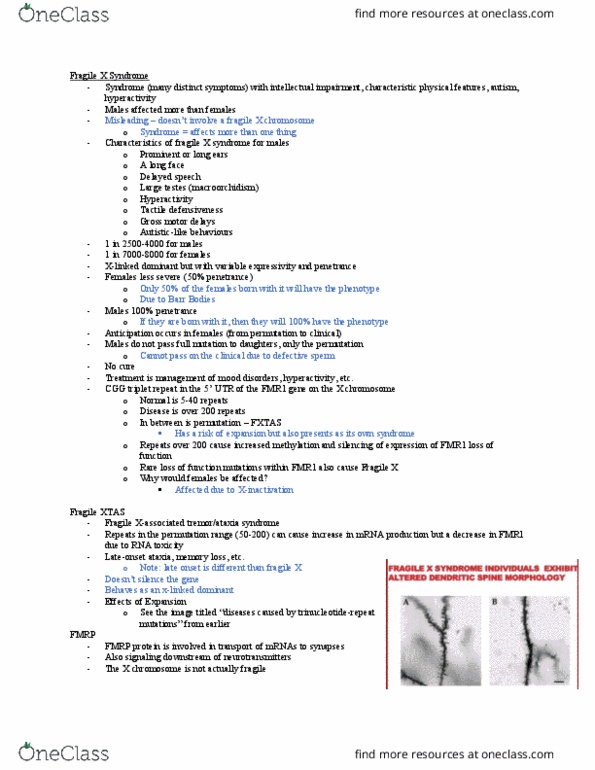 BGEN 3020 Lecture Notes - Lecture 28: Trinucleotide Repeat Disorder, Fragile X Syndrome, Fmr1 thumbnail
