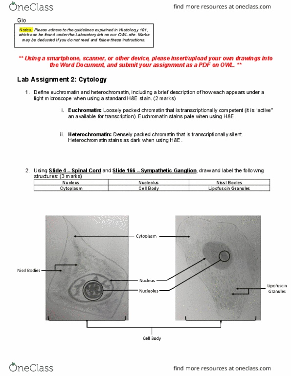 Anatomy and Cell Biology 3309 Lecture Notes - Lecture 2: Euchromatin, Lipofuscin, Heterochromatin thumbnail