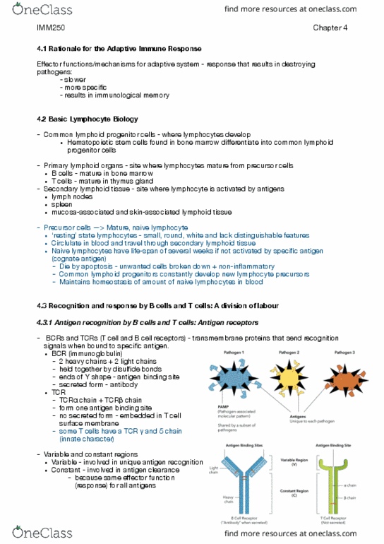 IMM250H1 Chapter Notes - Chapter 4: Lymphopoiesis, Hematopoietic Stem Cell, Thymus thumbnail