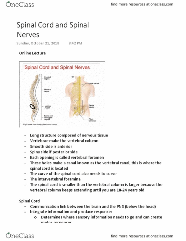 KINESIOL 1Y03 Lecture 7: Spinal Cord and Spinal Nerves thumbnail