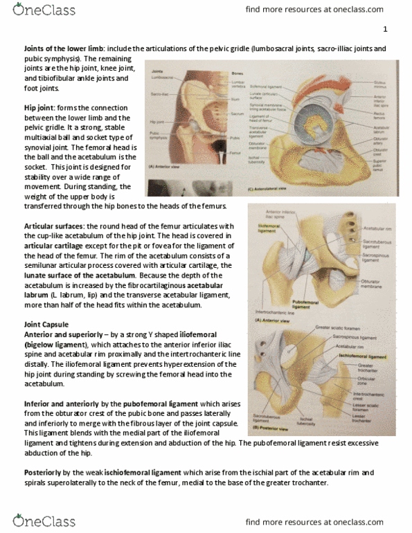 KIN 2320 Lecture Notes - Lecture 22: Anterior Inferior Iliac Spine, Hyaline Cartilage, Pubic Symphysis thumbnail