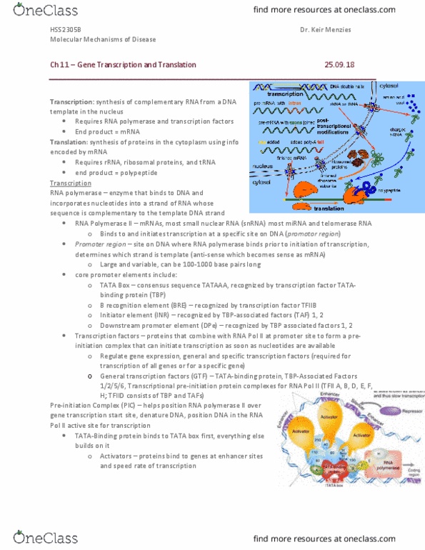 HSS 2305 Chapter Notes - Chapter 11: Tata-Binding Protein, Rna Polymerase Ii, Small Nuclear Rna thumbnail