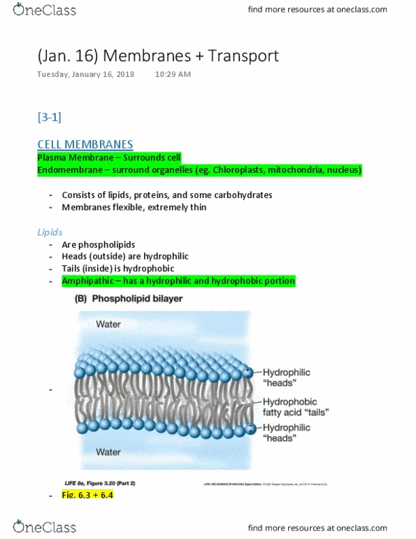 BISC 101 Lecture Notes - Lecture 3: Hydrophile, Phospholipid, Active Transport thumbnail