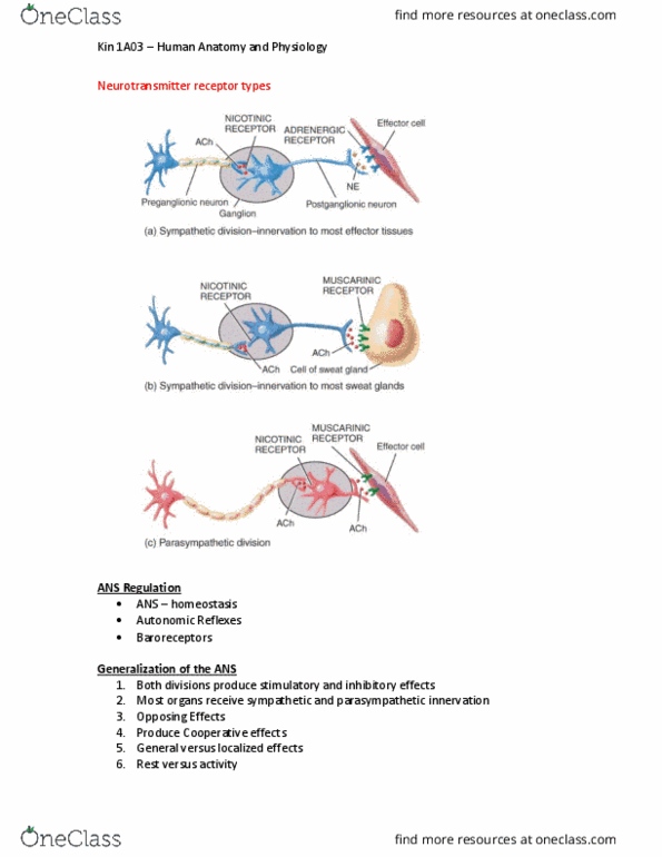 KINESIOL 1A03 Lecture Notes - Lecture 15: Neurotransmitter Receptor, Parasympathetic Nervous System, Homeostasis thumbnail