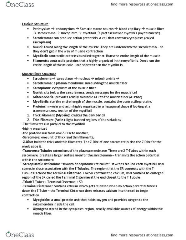 KINESIOL 1A03 Lecture Notes - Lecture 10: Endoplasmic Reticulum, Myocyte, Sarcolemma thumbnail