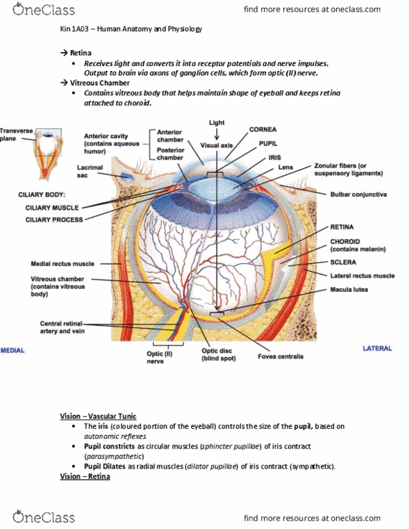 KINESIOL 1A03 Lecture Notes - Lecture 17: Iris Sphincter Muscle, Vitreous Body, Choroid thumbnail