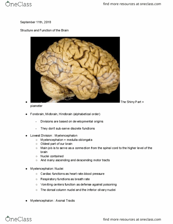 BCS 110 Lecture Notes - Lecture 3: Medulla Oblongata, Myelencephalon, Hindbrain thumbnail