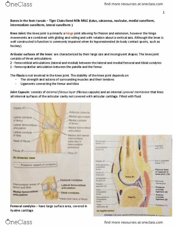 KIN 2320 Lecture Notes - Lecture 23: Lower Extremity Of Femur, Hyaline Cartilage, Cuneiform Bones thumbnail