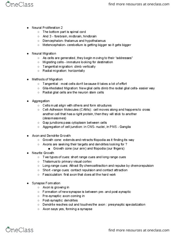 BCS 110 Lecture Notes - Lecture 8: Radial Glial Cell, Visual Cortex, Neuroglia thumbnail