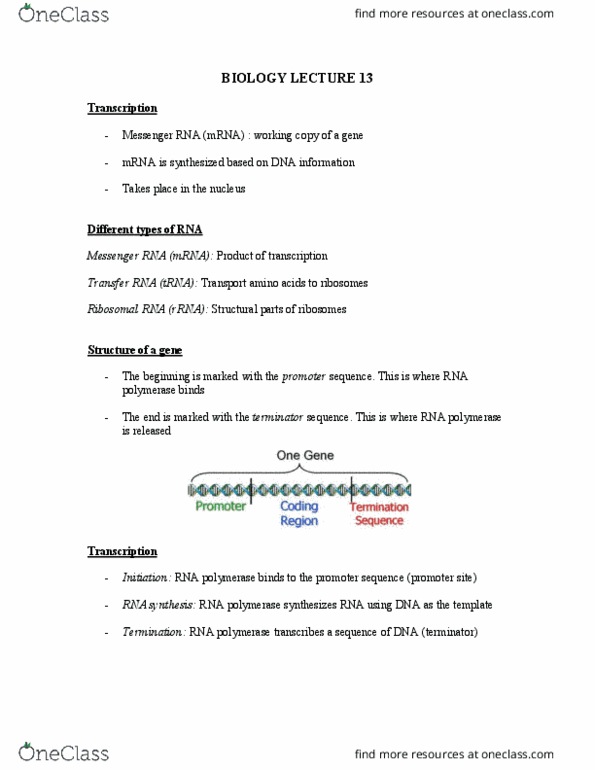 BIOL 202 Lecture Notes - Lecture 13: Ribosomal Rna, Ribosome, Transfer Rna thumbnail
