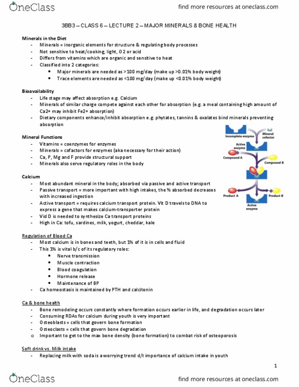 HTHSCI 3BB3 Lecture Notes - Lecture 6: Bone Remodeling, Coagulation, Passive Transport thumbnail