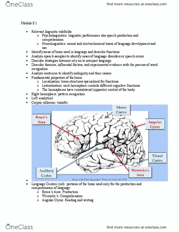 LING 1150 Chapter Notes - Chapter 8: Angular Gyrus, Corpus Callosum, Linguistic Performance thumbnail
