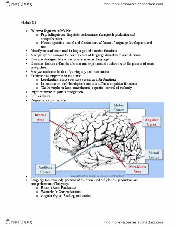 LING 1150 Chapter Notes - Chapter 8: Angular Gyrus, Corpus Callosum, Linguistic Performance thumbnail