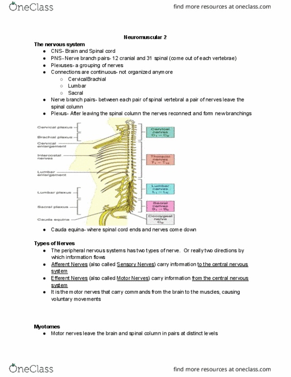 Kinesiology 2241A/B Lecture Notes - Lecture 7: Spinal Cord, The Motor, Glycolysis thumbnail