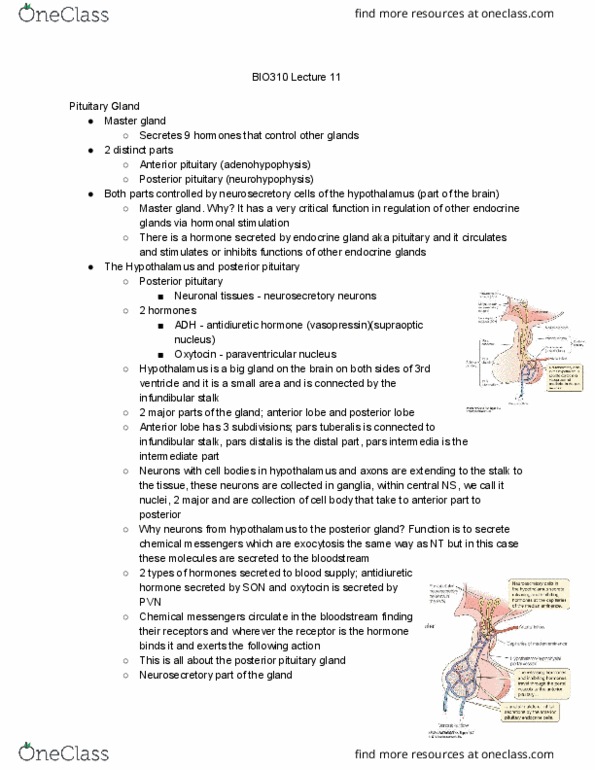BIO310H5 Lecture Notes - Lecture 11: Pars Tuberalis, Pars Intermedia, Posterior Pituitary thumbnail