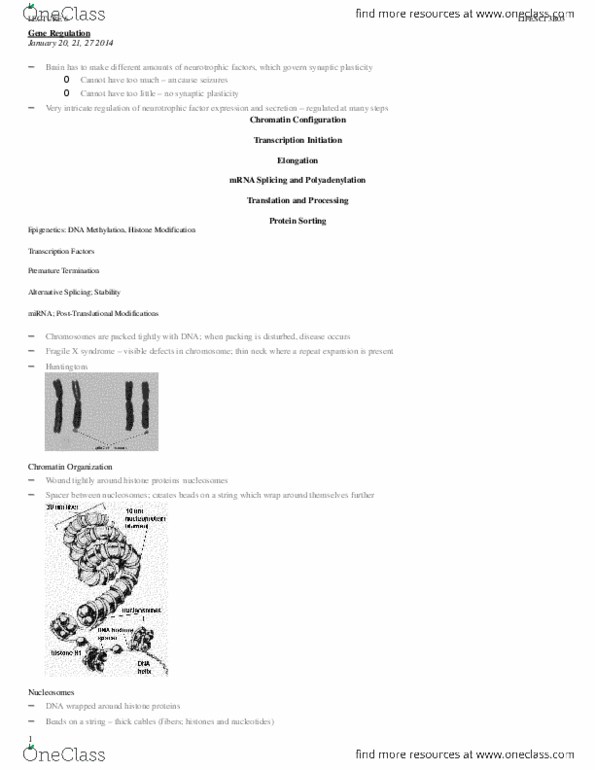 LIFESCI 3B03 Lecture Notes - Epigenetics, Methylation, Basic Helix-Loop-Helix thumbnail