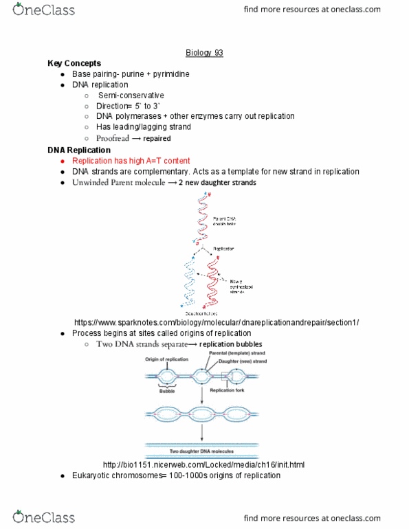 BIO SCI 93 Lecture Notes - Lecture 15: Dna Replication, Pyrimidine, Purine cover image