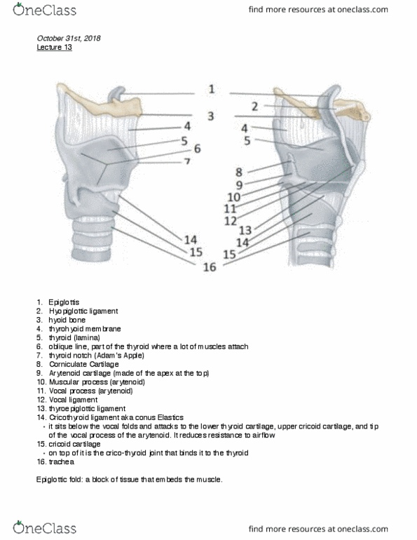 SAR SH 522 Lecture Notes - Lecture 13: Cricothyroid Ligament, Arytenoid Cartilage, Cricothyroid Muscle thumbnail