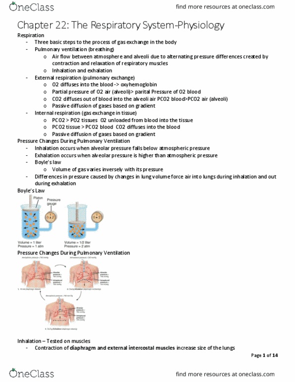 HAP201 Lecture Notes - Lecture 5: Gas Exchange, External Intercostal Muscles, Internal Intercostal Muscles thumbnail