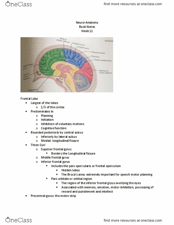 SPA 3101 Lecture Notes - Lecture 23: Superior Frontal Gyrus, Inferior Frontal Gyrus, Middle Frontal Gyrus thumbnail