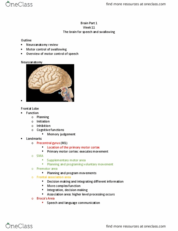 SPA 3101 Lecture Notes - Lecture 24: Supplementary Motor Area, Primary Motor Cortex, Precentral Gyrus thumbnail