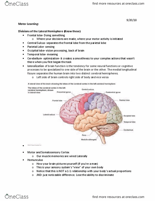 PSYC 110 Lecture Notes - Lecture 8: Medial Longitudinal Fissure, Parietal Lobe, Frontal Lobe thumbnail