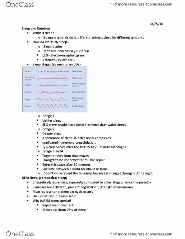 PSYC 110 Lecture Notes - Lecture 18: Rapid Eye Movement Sleep, Sleep Spindle, Sleep Paralysis thumbnail