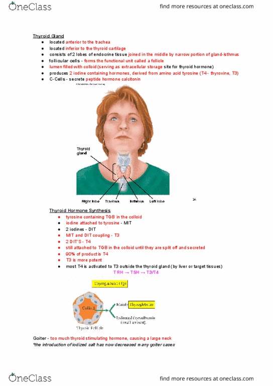 NURS 106 Lecture Notes - Lecture 24: Iodised Salt, Thyroid Cartilage, Thyroid thumbnail