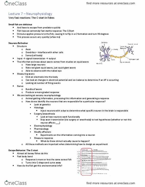 Biology 3601A/B Lecture Notes - Lecture 7: Startle Response, Sensory Neuron, Neurophysiology thumbnail