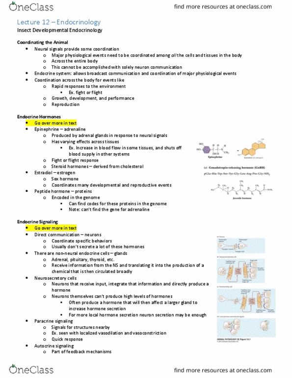 Biology 3601A/B Lecture Notes - Lecture 12: Autocrine Signalling, Paracrine Signalling, Peptide Hormone thumbnail